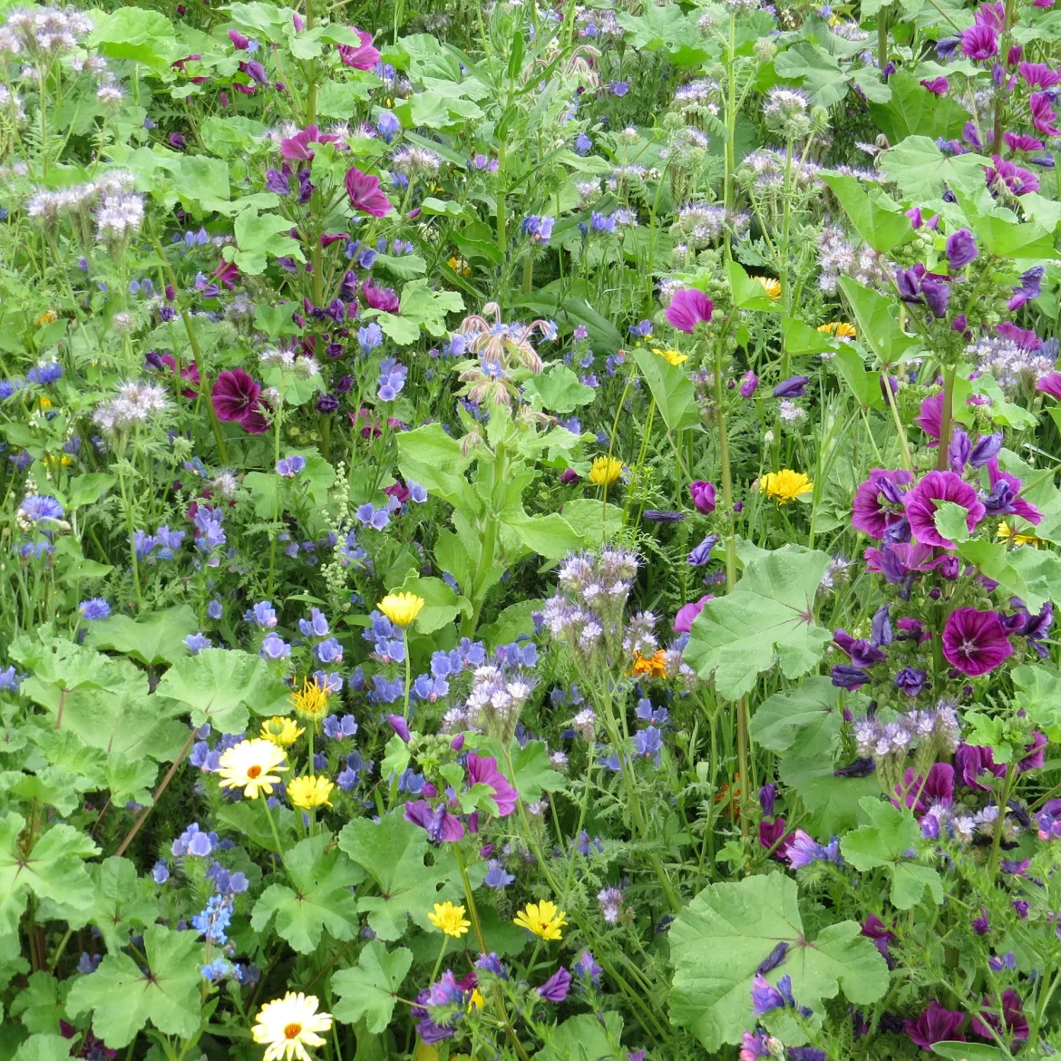 Mélange de fleurs méllifères intensif - Un jardin plein d'abeilles