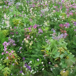 Mélange de fleurs pour zones ombragées - L'ombre enfin fleurie