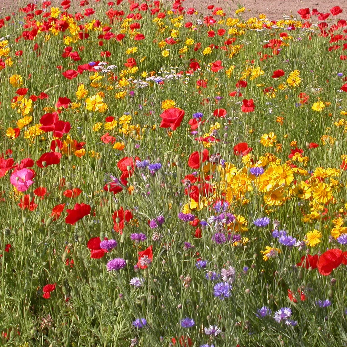 Mélange de fleurs rustiques - Un massif fleuri sans effort
