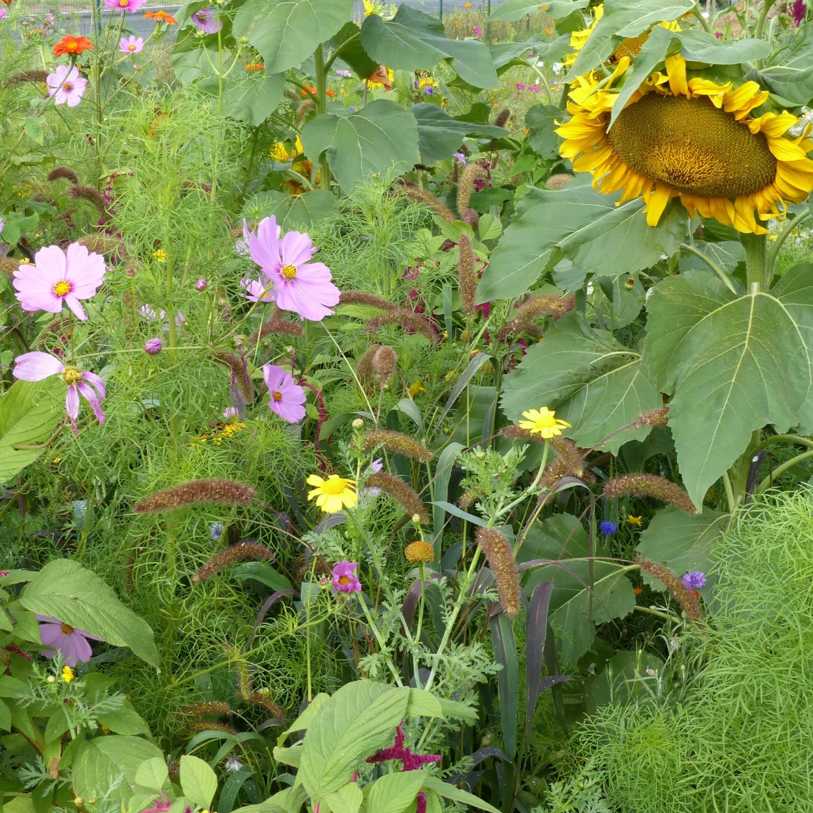 Mélange de fleurs spécial oiseaux - Un jardin vivant tout l'été