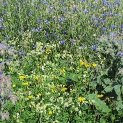 Mélange de fleurs "tout-terrain" - Semez, oubliez, fleurissez