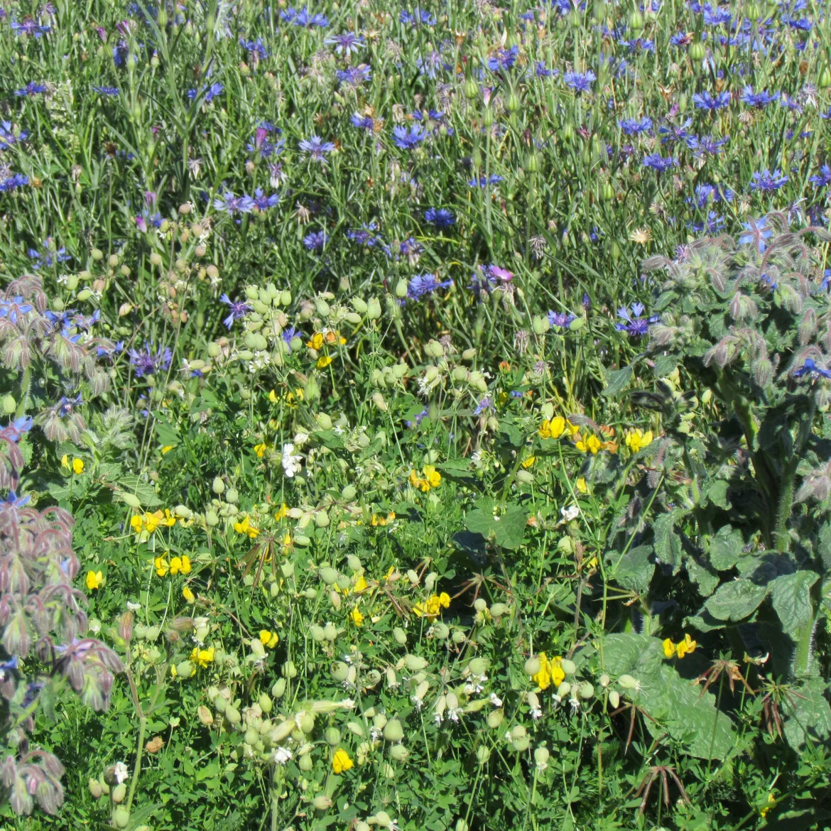Mélange de fleurs "tout-terrain" - Semez, oubliez, fleurissez