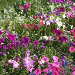 Mélange de fleurs très parfumées - Un jardin parfumé tout l'été