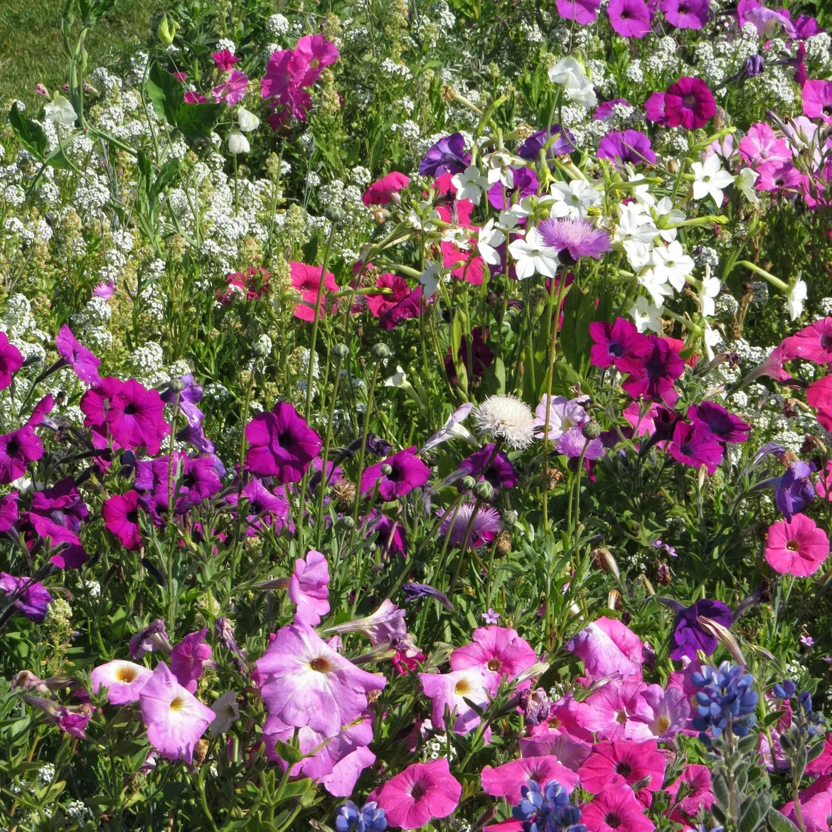 Mélange de fleurs très parfumées - Un jardin parfumé tout l'été