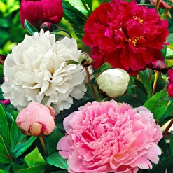 Mélange de 3 pivoines : Immaculée, Sorbet, Red Charm - 3 pivoines, 3 couleurs
