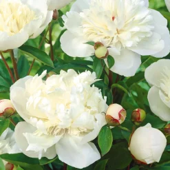 Mélange de 3 pivoines : Immaculée, Sorbet, Red Charm - 3 pivoines, 3 couleurs