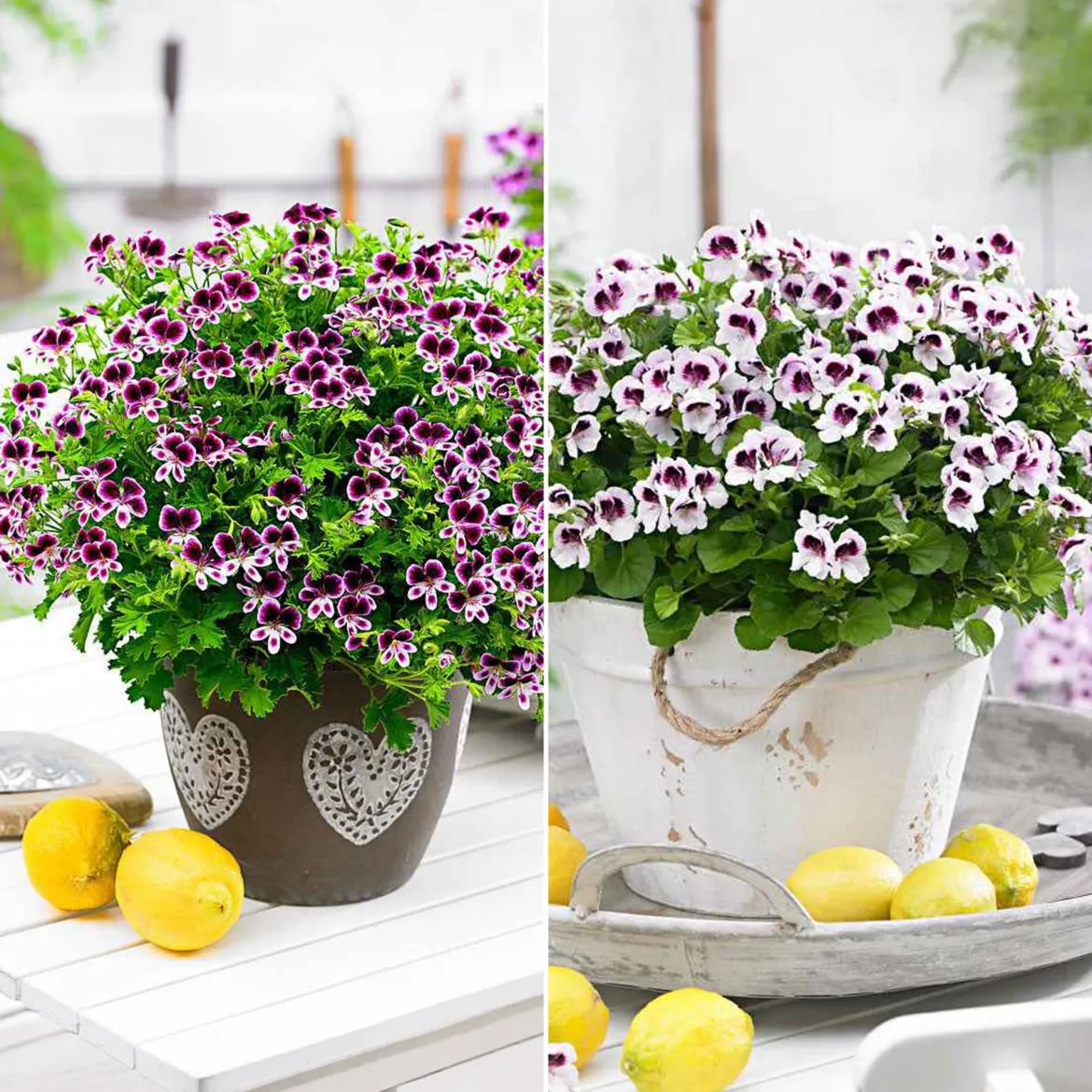 Mélange de 6 plantes : Pelargonium odorant Mosquitaway Lizzy et Eva - Fleuri et anti-moustiques