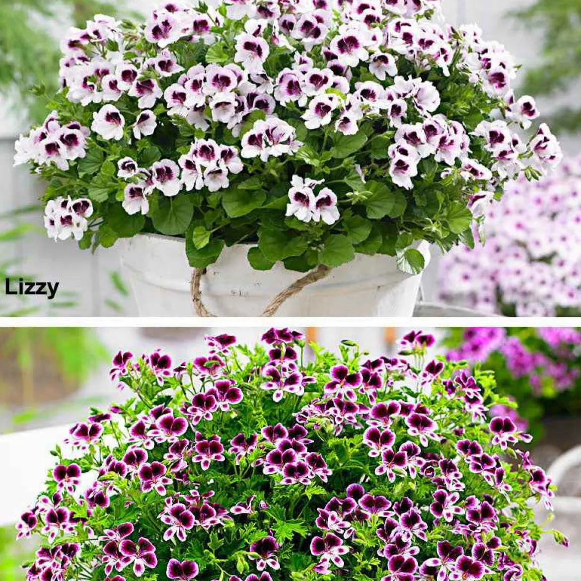 Mélange de 6 plantes : Pelargonium odorant Mosquitaway Lizzy et Eva - Fleuri et anti-moustiques