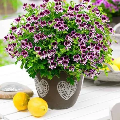 Mélange de 6 plantes : Pelargonium odorant Mosquitaway Lizzy et Eva - Fleuri et anti-moustiques