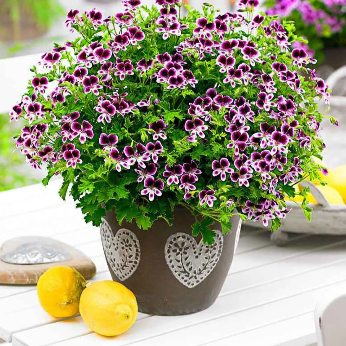 Mélange de 6 plantes : Pelargonium odorant Mosquitaway Lizzy et Eva - Fleuri et anti-moustiques