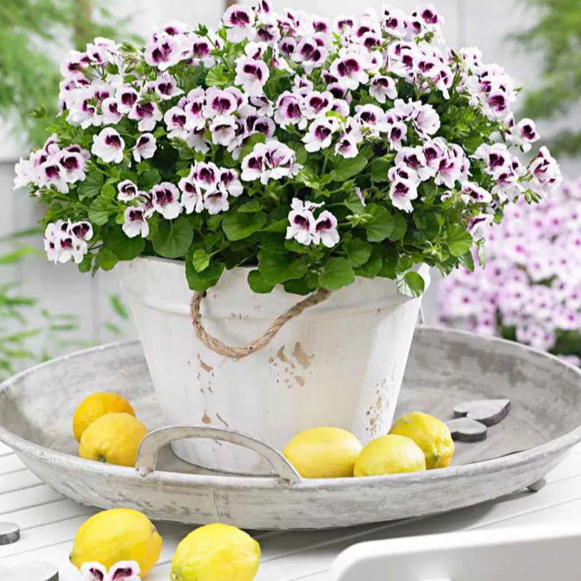 Mélange de 6 plantes : Pelargonium odorant Mosquitaway Lizzy et Eva - Fleuri et anti-moustiques