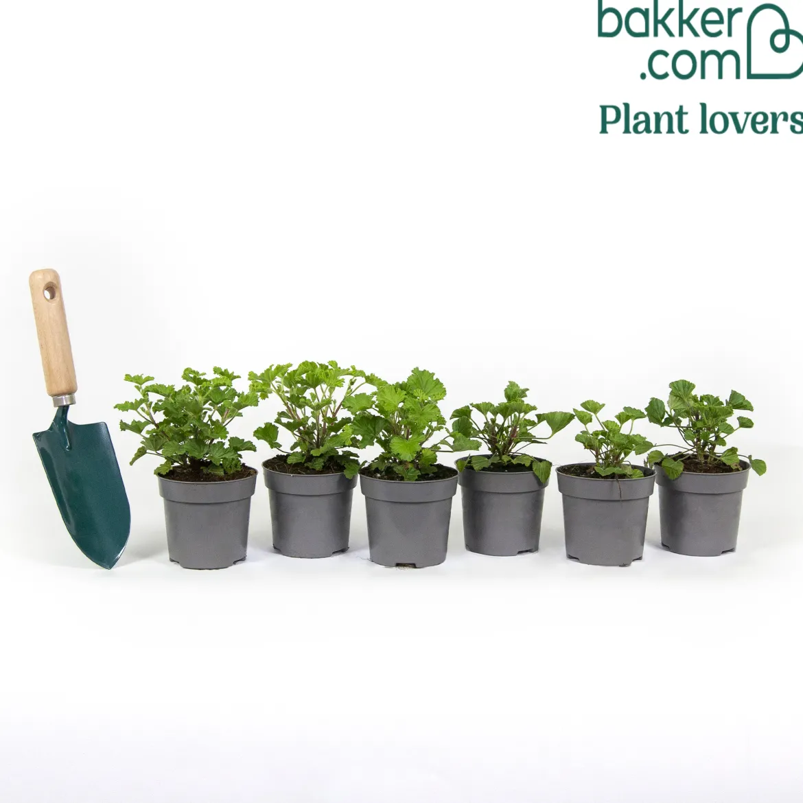 Mélange de 6 plantes : Pelargonium odorant Mosquitaway Lizzy et Eva - Fleuri et anti-moustiques