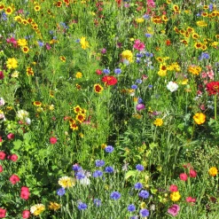 Mélange estival multicolore - Un été de couleurs vives