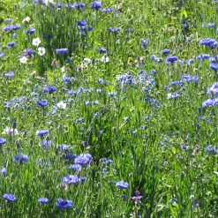 Mélange fleuris bleu - Un massif bleu tout l'été