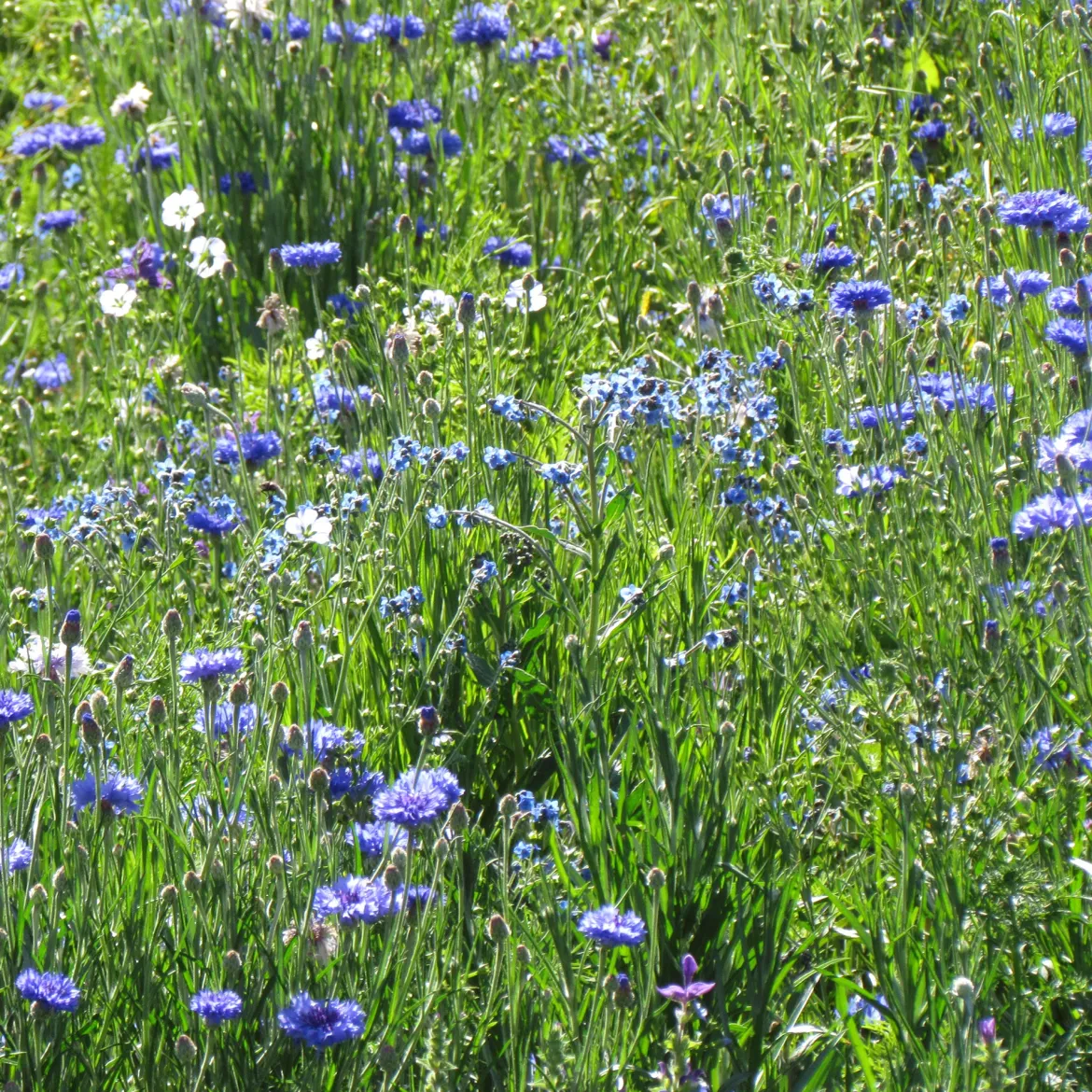 Mélange fleuris bleu - Un massif bleu tout l'été