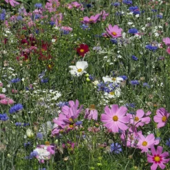 Mélange fleuris couleur pastel - Un parterre pastel sans effort