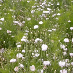 Mélange fleuris crème - Un massif crème sans effort