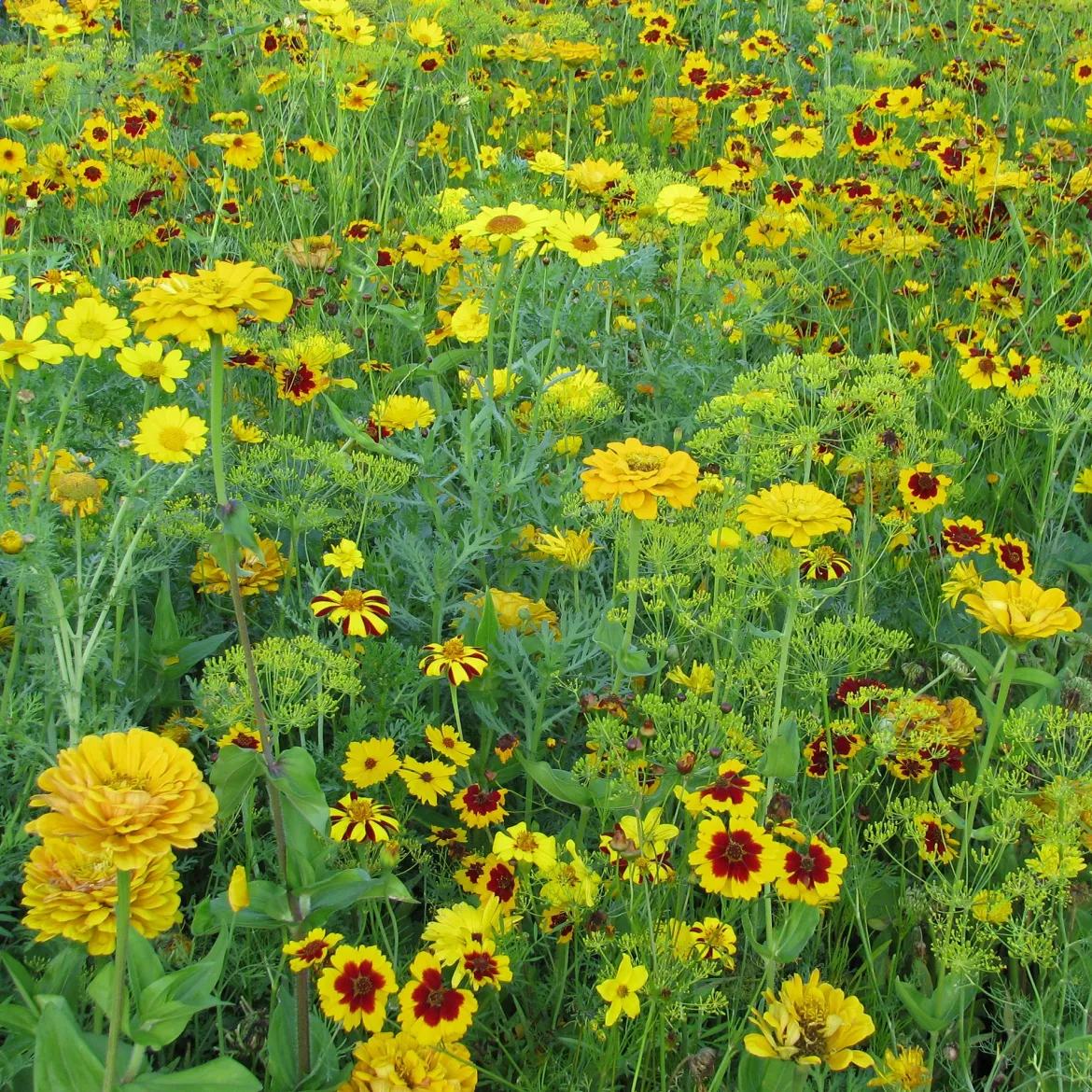 Mélange fleuris doré - Un massif doré en un semis