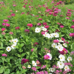 Mélange fleuris élégant - Un massif fleuri en un semis