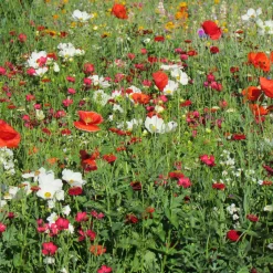 Mélange fleuris vanille-fraise - Un massif parfumé tout l'été