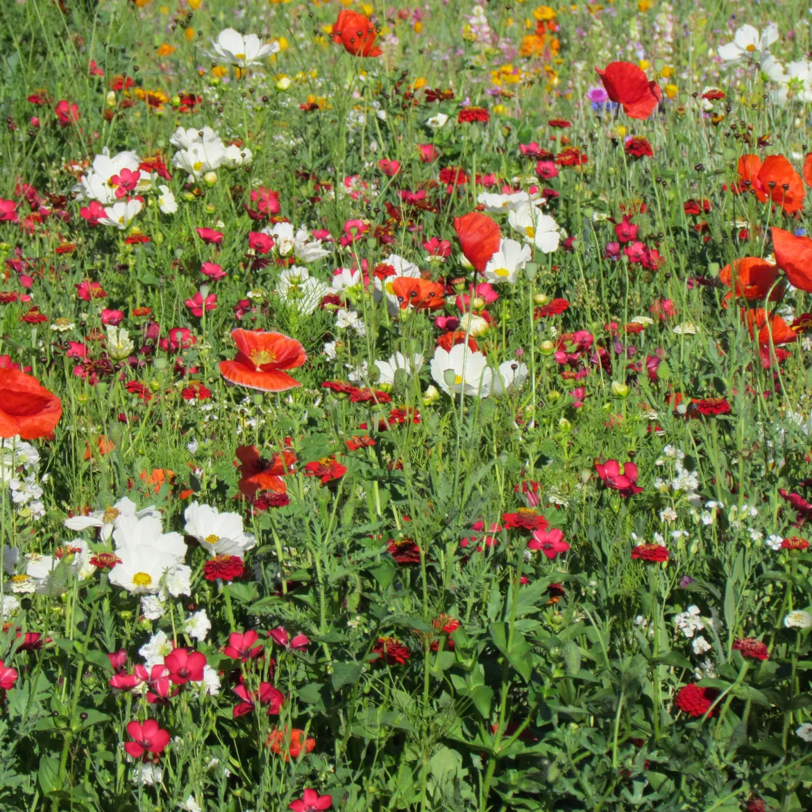 Mélange fleuris vanille-fraise - Un massif parfumé tout l'été