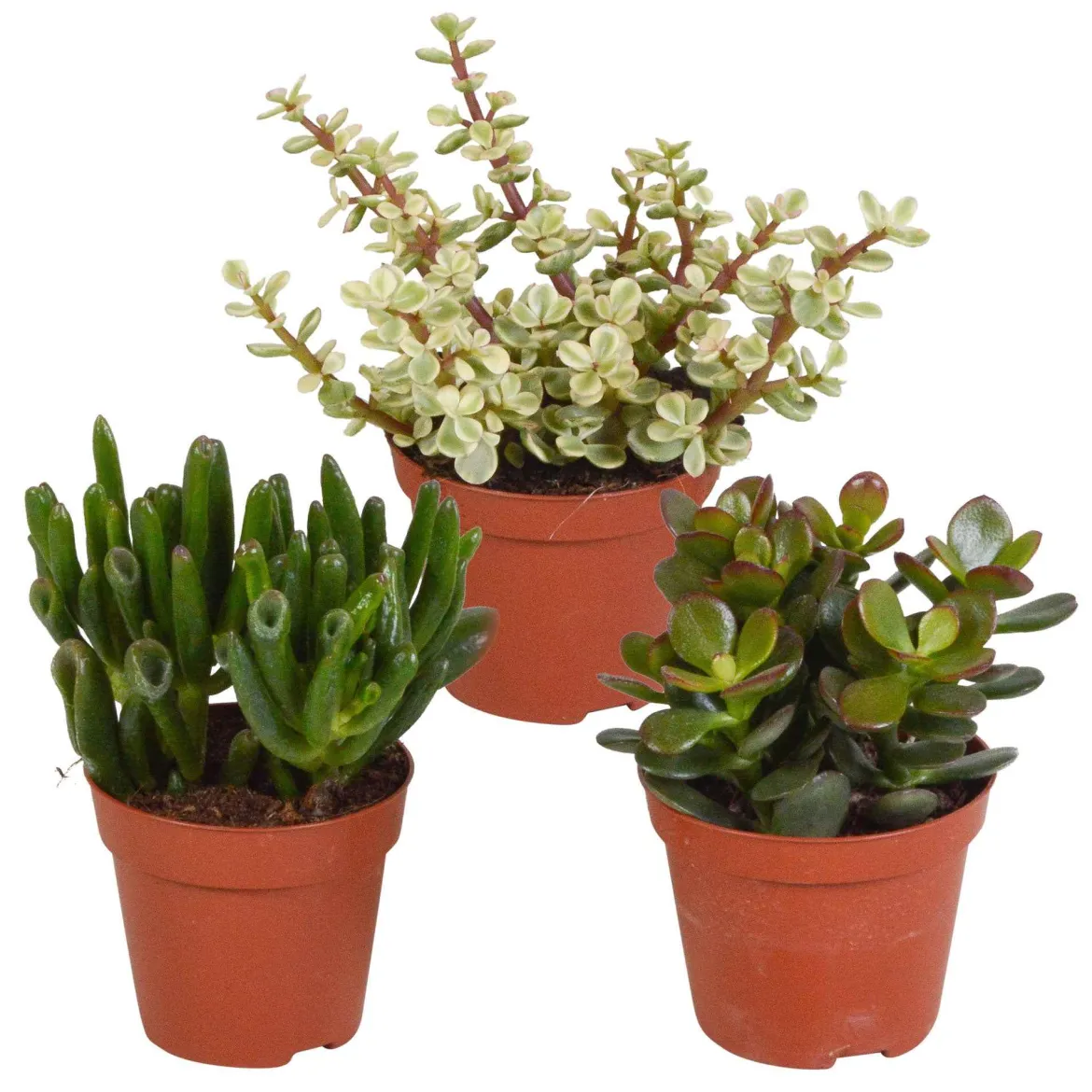 3 Mélanges de crassulas - Trois formes, zéro souci