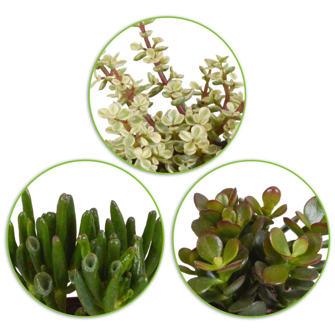 3 Mélanges de crassulas - Trois formes, zéro souci