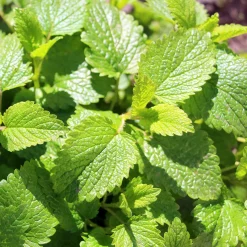 Mélisse citronnelle bio - Feuilles citronnées à cueillir