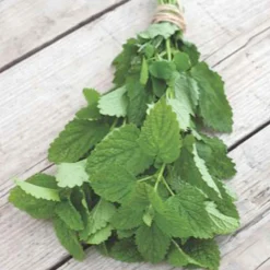 Mélisse citronnelle bio - Feuilles citronnées à cueillir