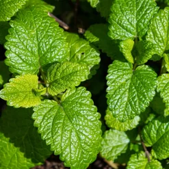 Mélisse citronnelle bio - Feuilles citronnées à cueillir