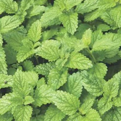 Mélisse citronnelle bio - Feuilles citronnées à cueillir