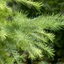 Mélèze du Japon - Le conifère qui perd ses aiguilles