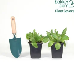 2 Molene en melange - Le jardin sauvage sans effort