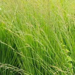 Molinie bleue Heidebraut - Légèreté verticale au jardin