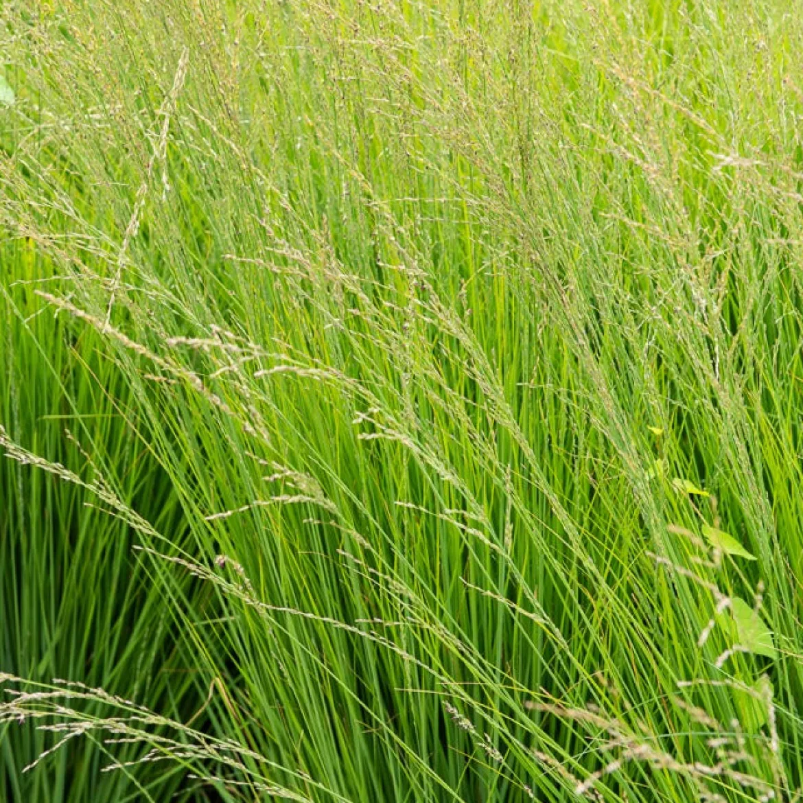 Molinie bleue Heidebraut - Légèreté verticale au jardin