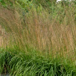 Molinie élevée Karl Foester - Un rideau doré au jardin