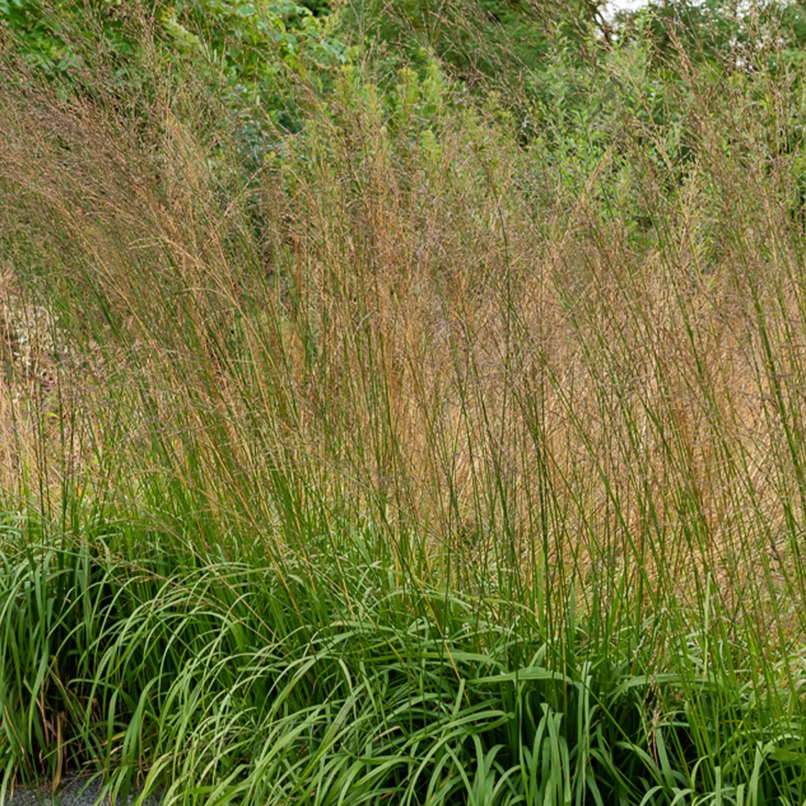 Molinie élevée Karl Foester - Un rideau doré au jardin
