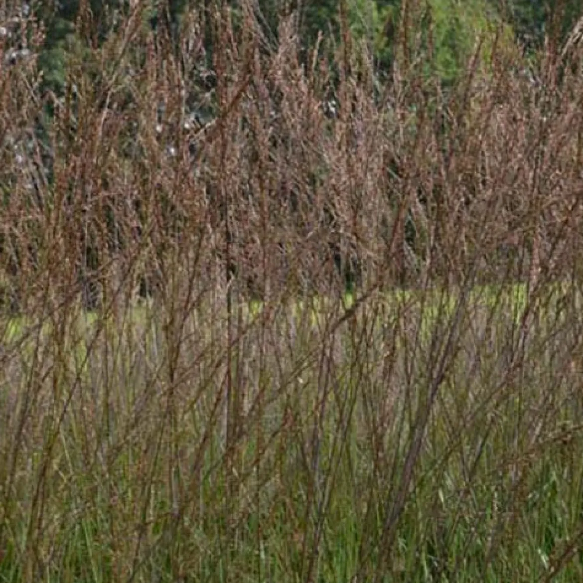 Molinie élevée Karl Foester - Un rideau doré au jardin