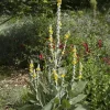 Molène - Un cierge argenté au jardin