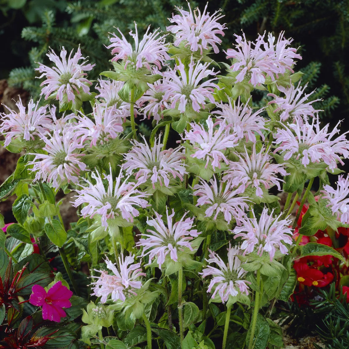 Monarde Fishes - Un nuage rose mellifère