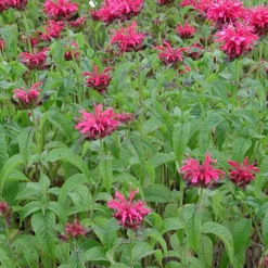 Monarde Mahogany - Le jardin qui attire les papillons