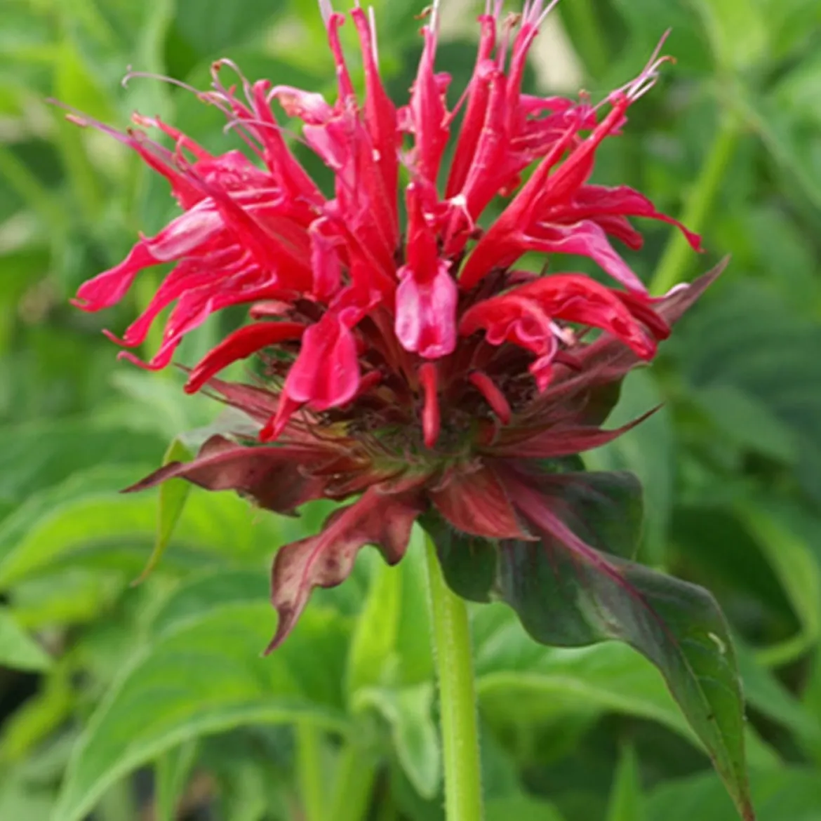 Monarde Mahogany - Le jardin qui attire les papillons
