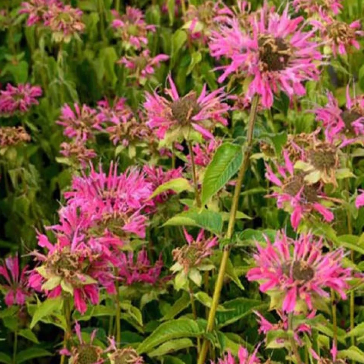 Monarde Marshall's Delight - Un nuage rose plein d'abeilles