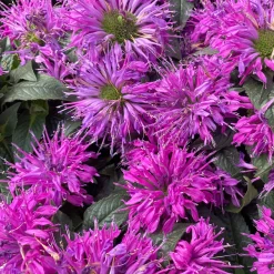 Monarde Purple Lace - Un massif violet plein de vie