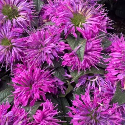 Monarde Purple Lace - Un massif violet plein de vie