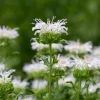 Monarde Schneewittchen - Fleurs blanches, jardin vivant