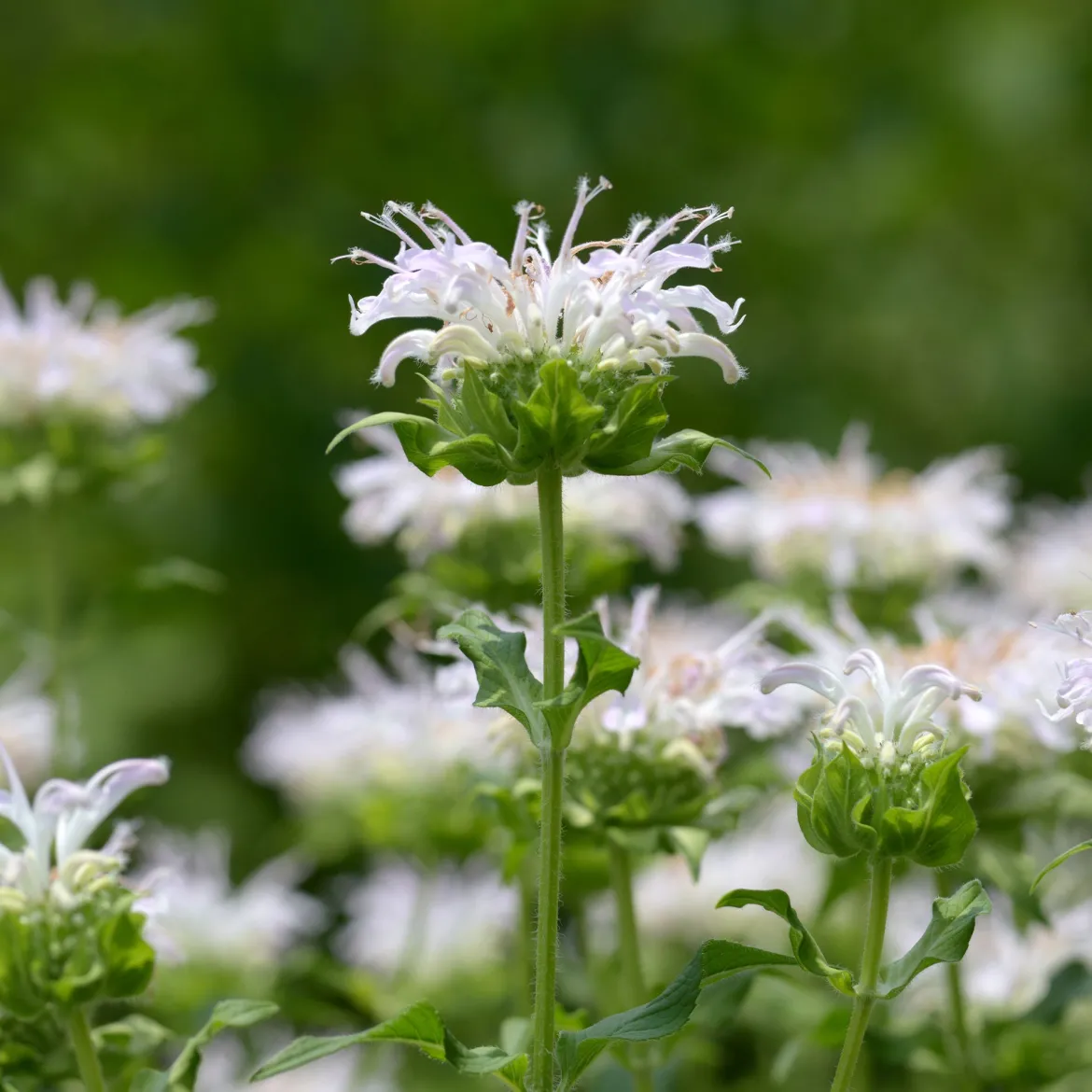 Monarde Schneewittchen - Fleurs blanches, jardin vivant