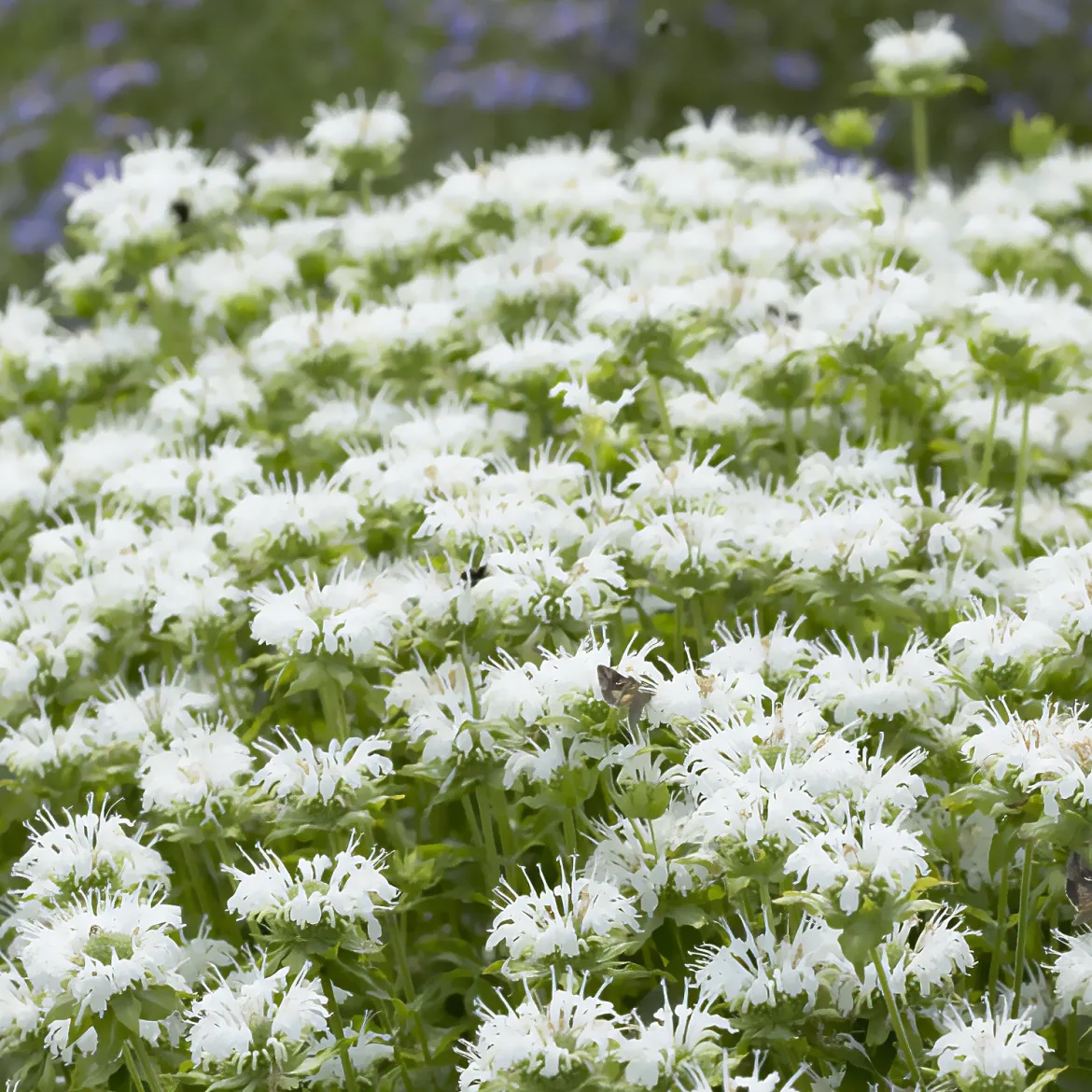 Monarde Schneewittchen - Fleurs blanches, jardin vivant