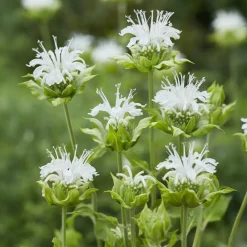 Monarde Schneewittchen - Fleurs blanches, jardin vivant