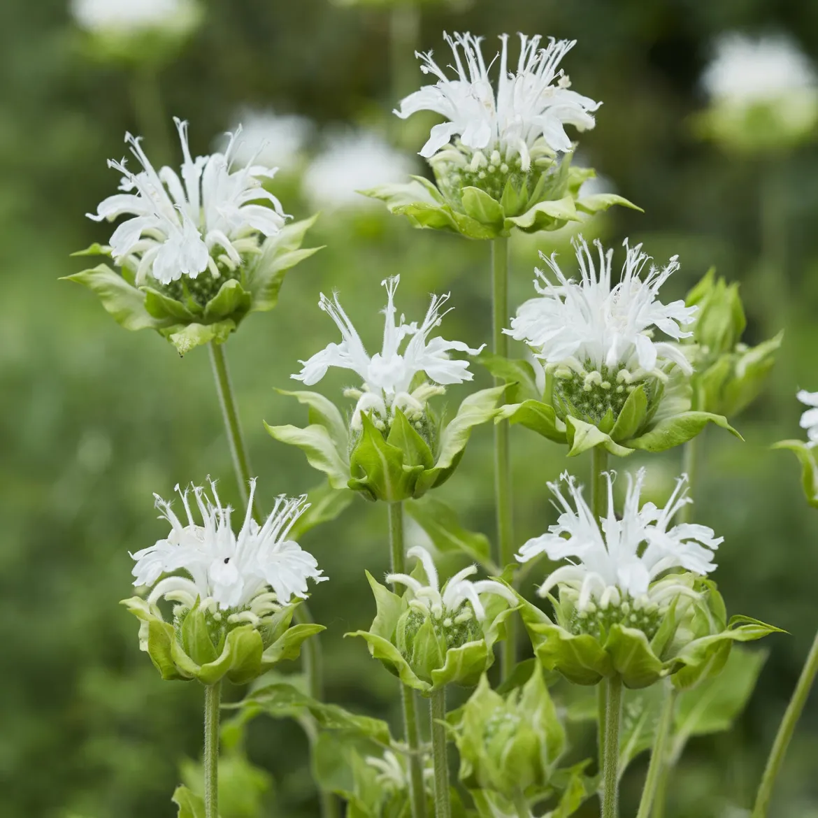 Monarde Schneewittchen - Fleurs blanches, jardin vivant